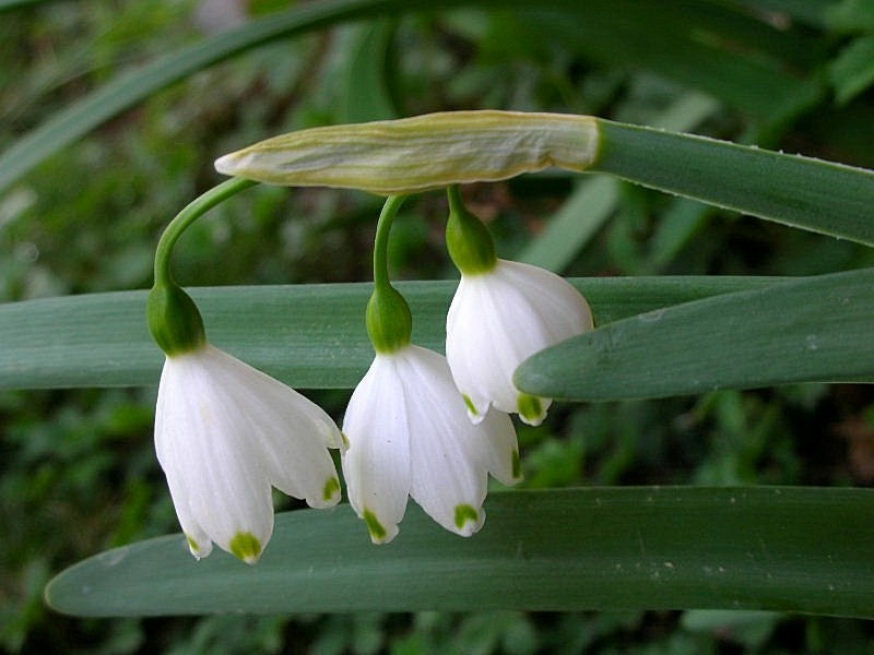 Campanellino di primavera & Campanellino estivo